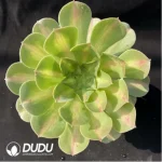 Aeonium Pink Witch Variegated