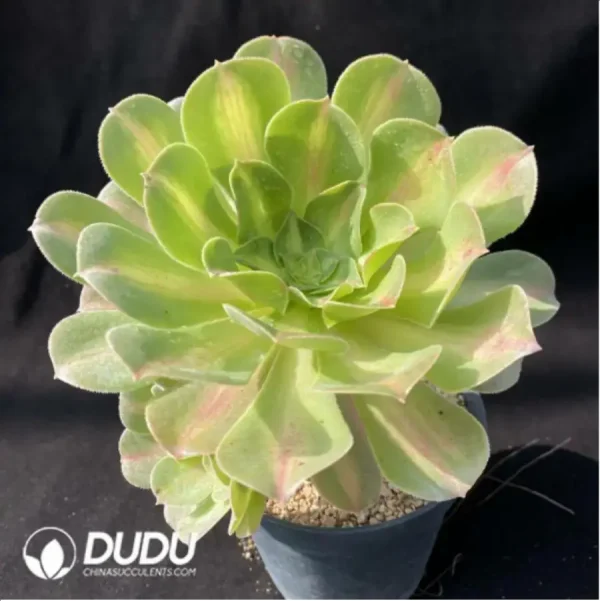 Aeonium Pink Witch Variegated - Image 2