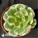 Aeonium Jade variegated