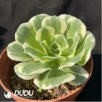 Aeonium Jade variegated - Image 2
