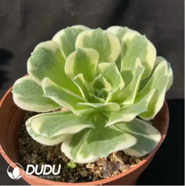 Aeonium Jade variegated - Image 2