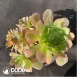 Aeonium Athena Variegated Clustering - Image 2