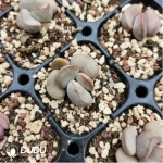 Adromischus 98 Eggs