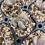 Adromischus 98 Eggs - Image 2