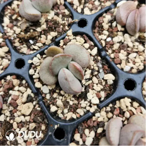 Adromischus 98 Eggs - Image 2