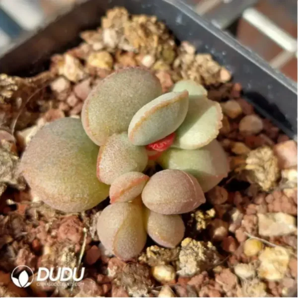 1756118873-1-1858.webp Adromischus 98 Eggs - Image 1