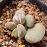 Adromischus 98 Eggs - Image 2