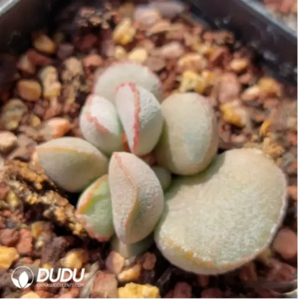 Adromischus 98 Eggs - Image 2