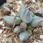 Adromischus KUBU7475