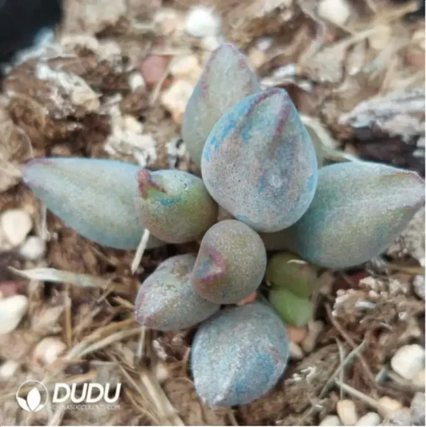 1756118875-1-1814.webp Adromischus KUBU7475 - Image 1