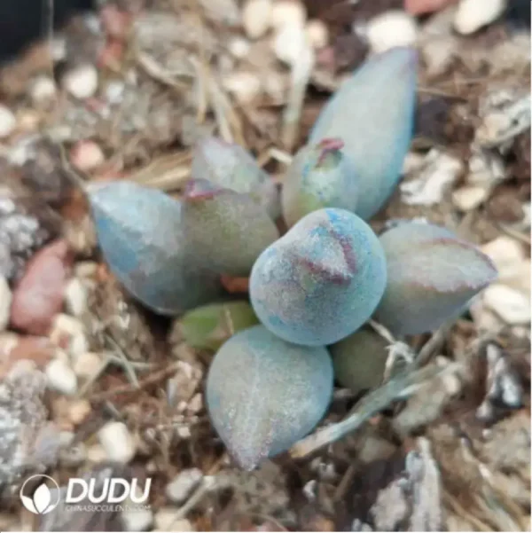 Adromischus KUBU7475 - Image 2
