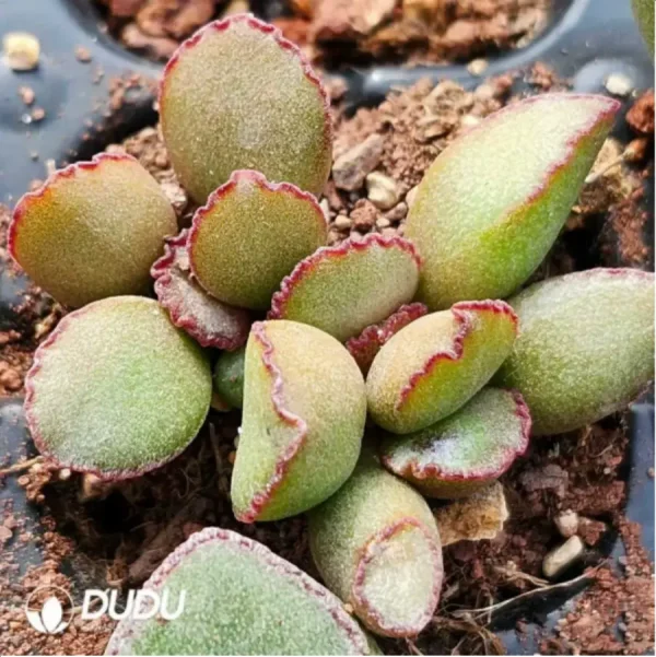 1756118877-1-1860.webp Adromischus KUBU7475 - Image 1