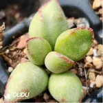 Adromischus KUBU7475 - Image 2