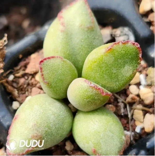 Adromischus KUBU7475 - Image 2