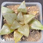 Haworthia Comptoniana'akan