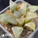Haworthia Comptoniana'akan - Image 2
