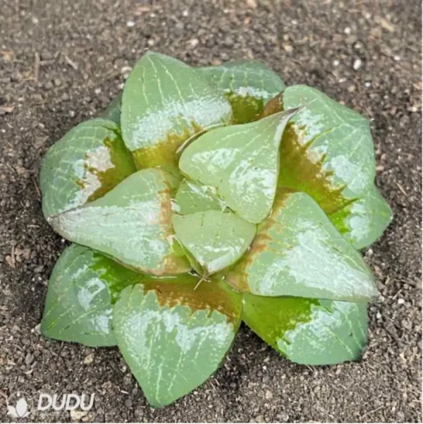 1756118891-1-2778.webp Haworthia Comptoniana'akan - Image 1