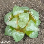 Haworthia Comptoniana'akan - Image 2