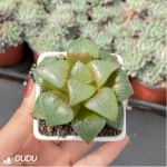 Haworthia Comptoniana'akan - Image 3