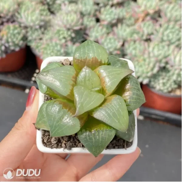 Haworthia Comptoniana'akan - Image 3