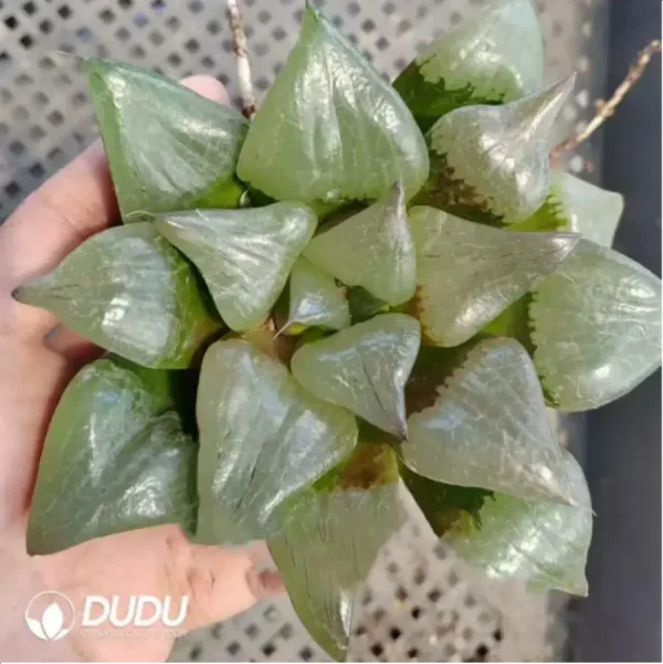 Haworthia Comptoniana'akan - Image 1