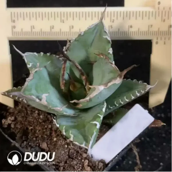 1756118896-1-1721.webp Agave Titanota Asura - Image 1