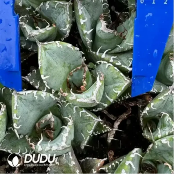 Agave Titanota Asura - Image 1