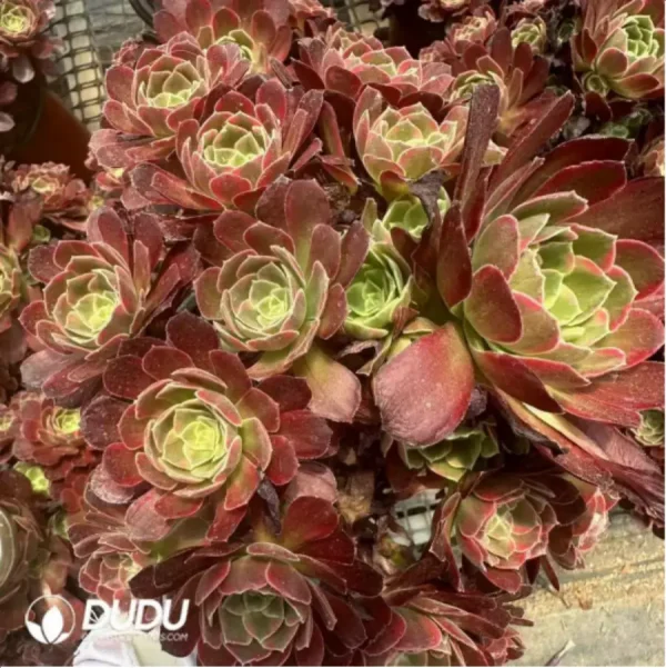 Aeonium Anna Clustering - Image 1