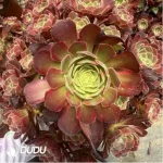 Aeonium Anna Clustering - Image 2