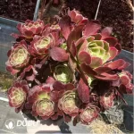 Aeonium Anna Clustering