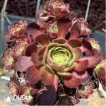 Aeonium Anna Clustering - Image 2