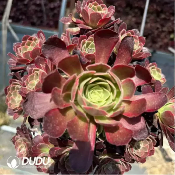 Aeonium Anna Clustering - Image 2