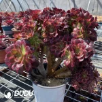 Aeonium Anna Cristata - Image 2