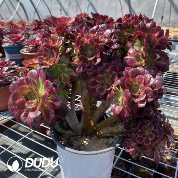 Aeonium Anna Cristata - Image 2
