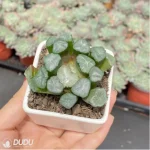 Haworthia Anshou - Image 3