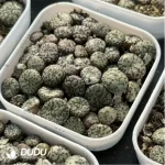 Conophytum-minimum wittebergense