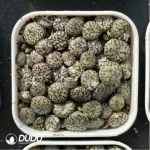 Conophytum-minimum wittebergense - Image 2