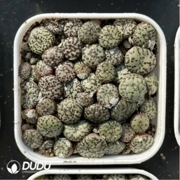 Conophytum-minimum wittebergense - Image 2