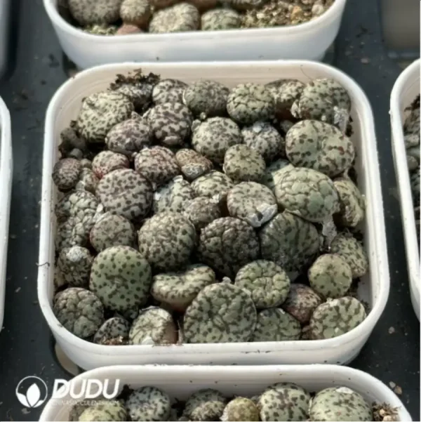 Conophytum-minimum wittebergense - Image 3