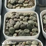 Conophytum-minimum wittebergense - Image 4