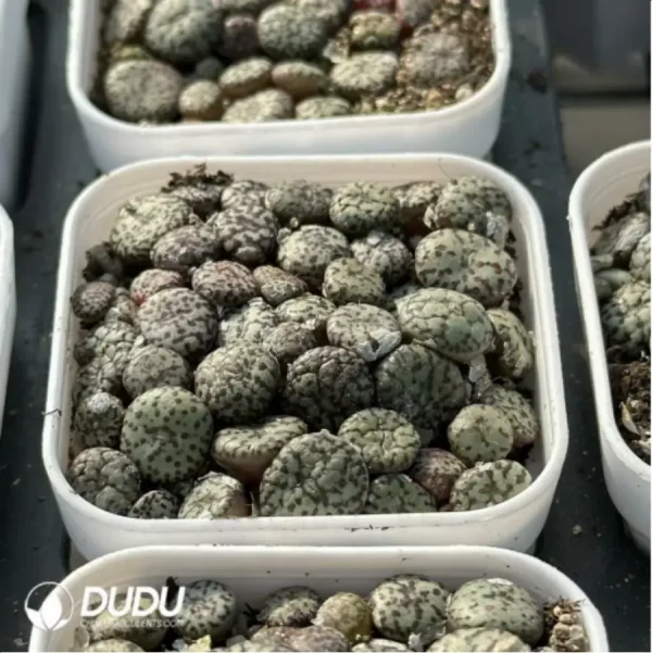 Conophytum-minimum wittebergense - Image 4