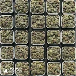 Conophytum-minimum wittebergense