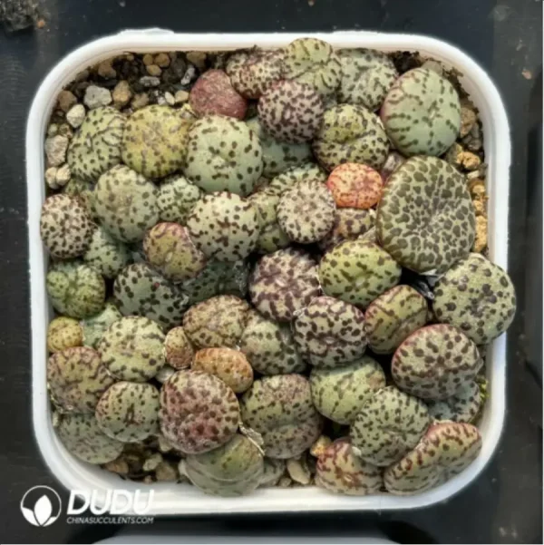 Conophytum-minimum wittebergense - Image 2