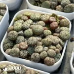 Conophytum-minimum wittebergense - Image 3