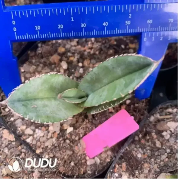 1756118925-1-1695.webp Agave White Ice - Image 1