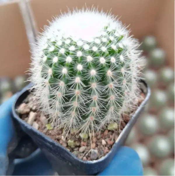 1756118926-1-3038.webp Cactus-Parodia tabularis - Image 1