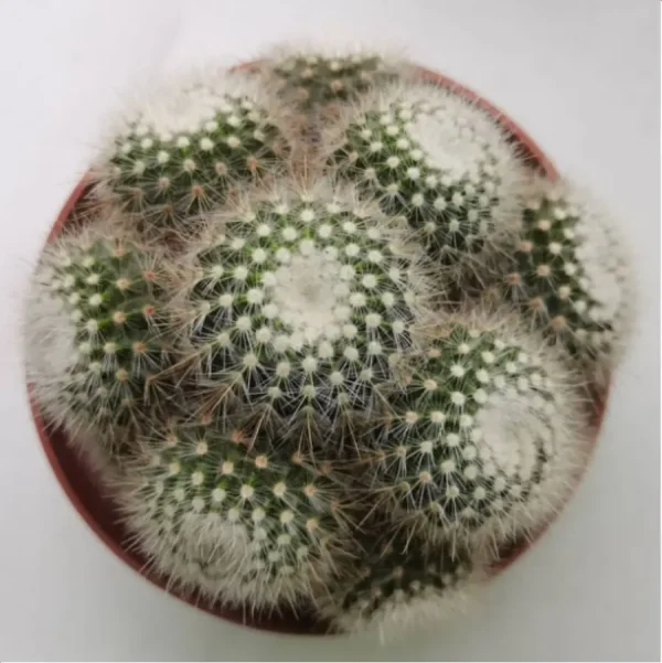 (Rooted Cutting)Cactus-Parodia tabularis Clustering - Image 1
