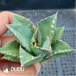 Agave White flame - Image 2