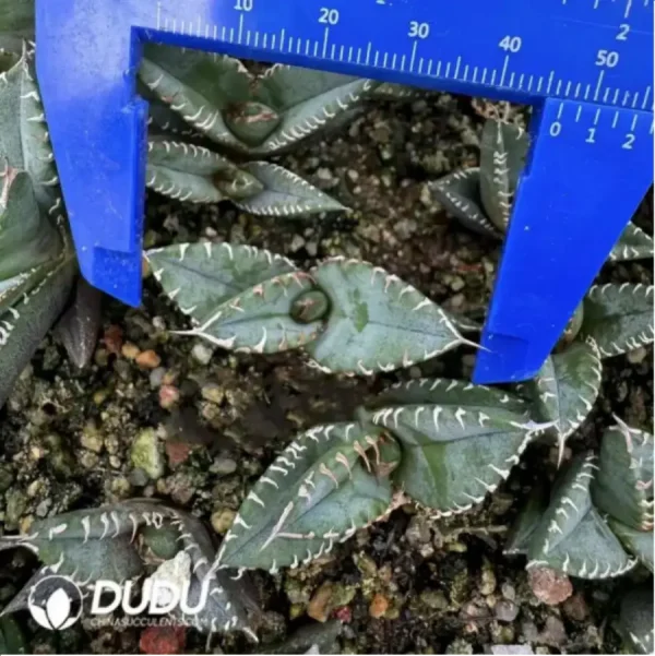 1756118930-1-1707.webp Agave White flame - Image 1