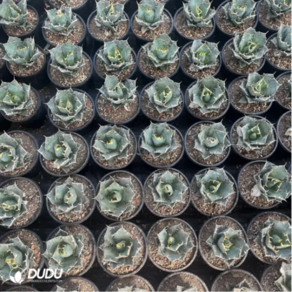 1756118931-1-3007.webp Agave Titanota Gentry White - Image 1